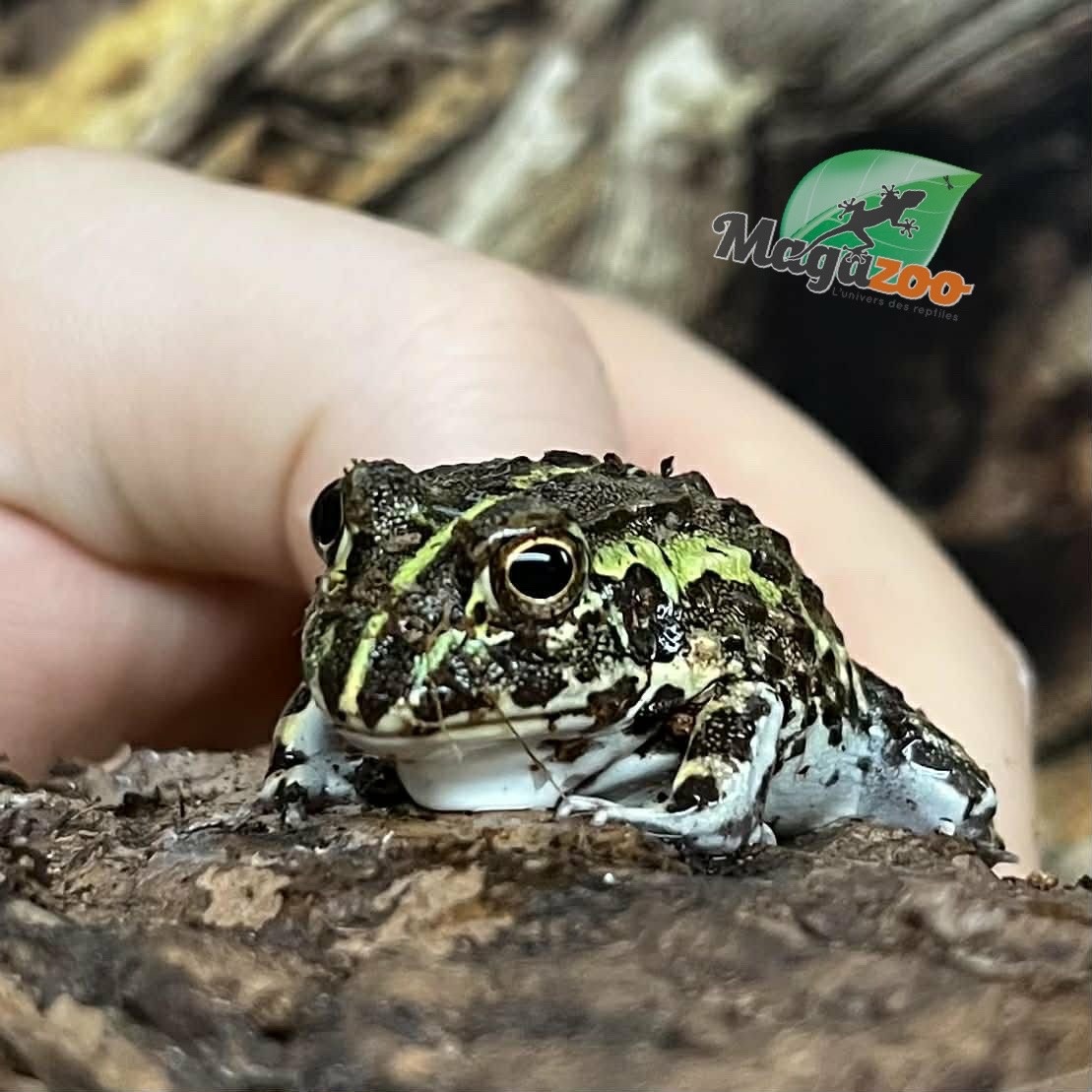 Magazoo Baby Giant bullfrog #3 (Pixie)