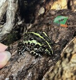 Magazoo Grenouille Taureau africaine géante Bébé #3 (Pixie)