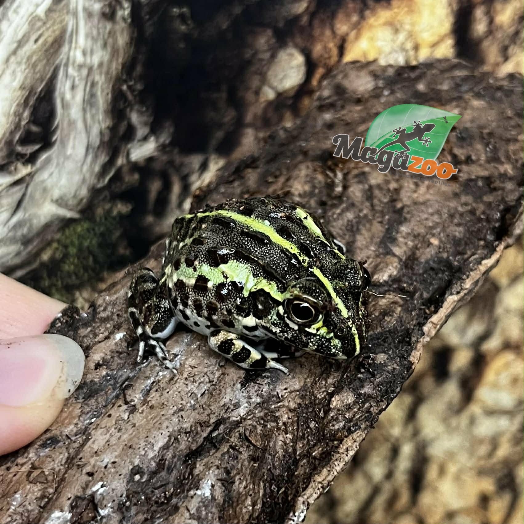 Magazoo Baby Giant bullfrog #3 (Pixie)