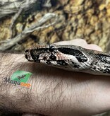 Magazoo Male Boa constrictor 2 years old /  2nd chance adoption