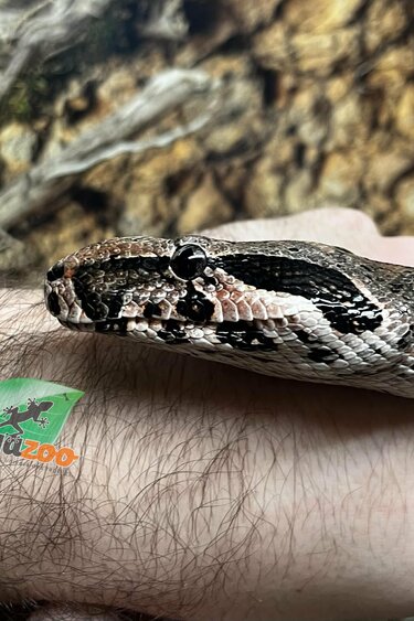 Magazoo Male Boa constrictor 2 years old /  2nd chance adoption