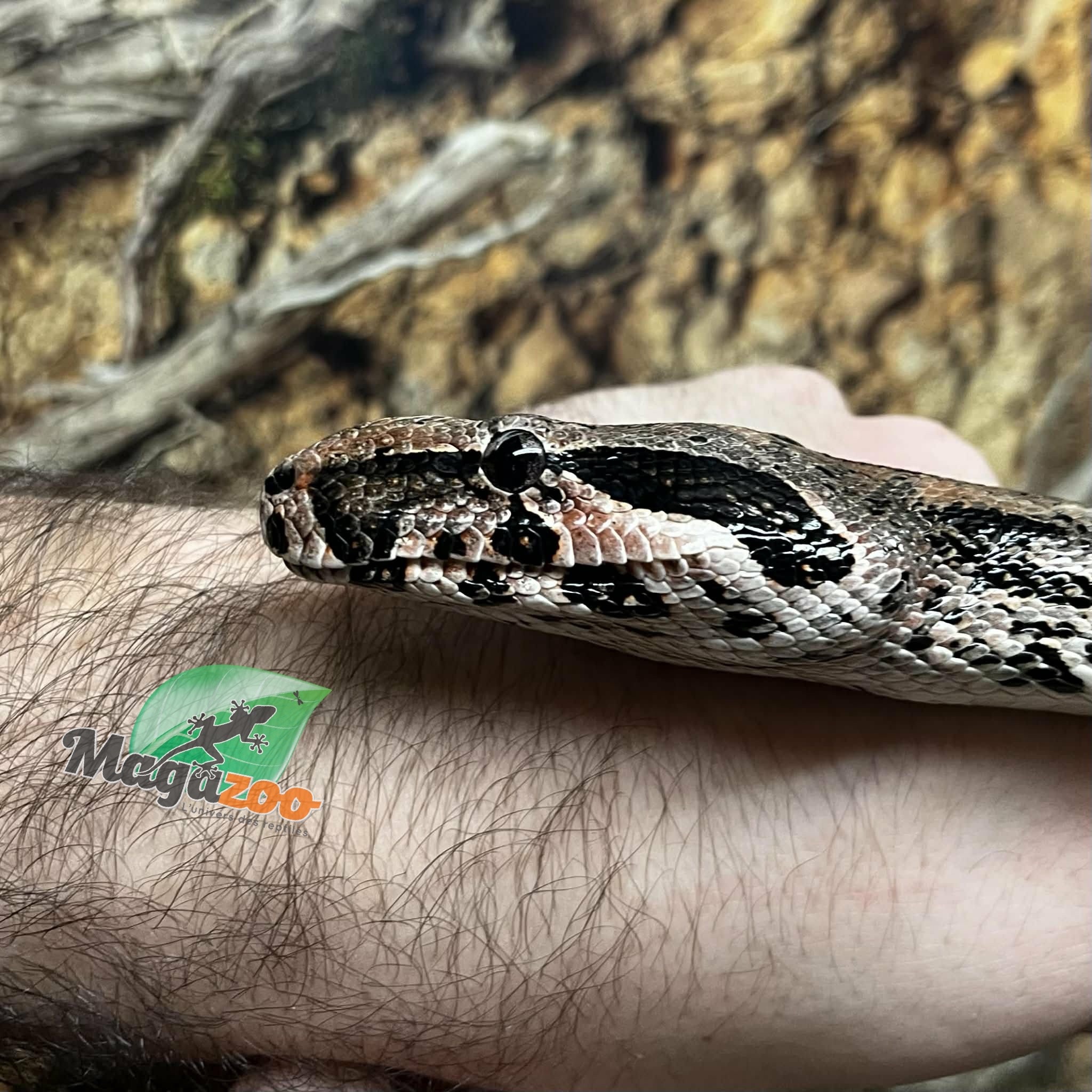Magazoo Boa constricteur Mâle 2 ans / Adoption 2ième chance