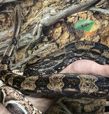 Magazoo Boa constricteur Mâle 2 ans / Adoption 2ième chance