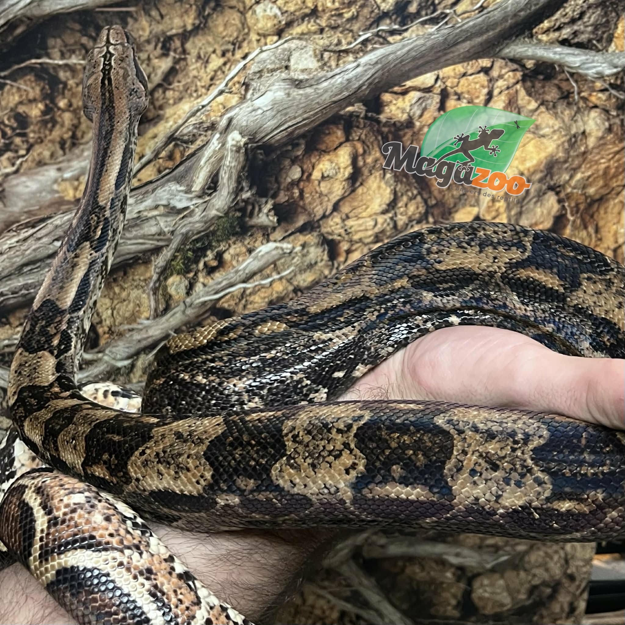 Magazoo Boa constricteur Mâle 2 ans / Adoption 2ième chance