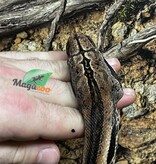 Magazoo Male Boa constrictor 2 years old /  2nd chance adoption