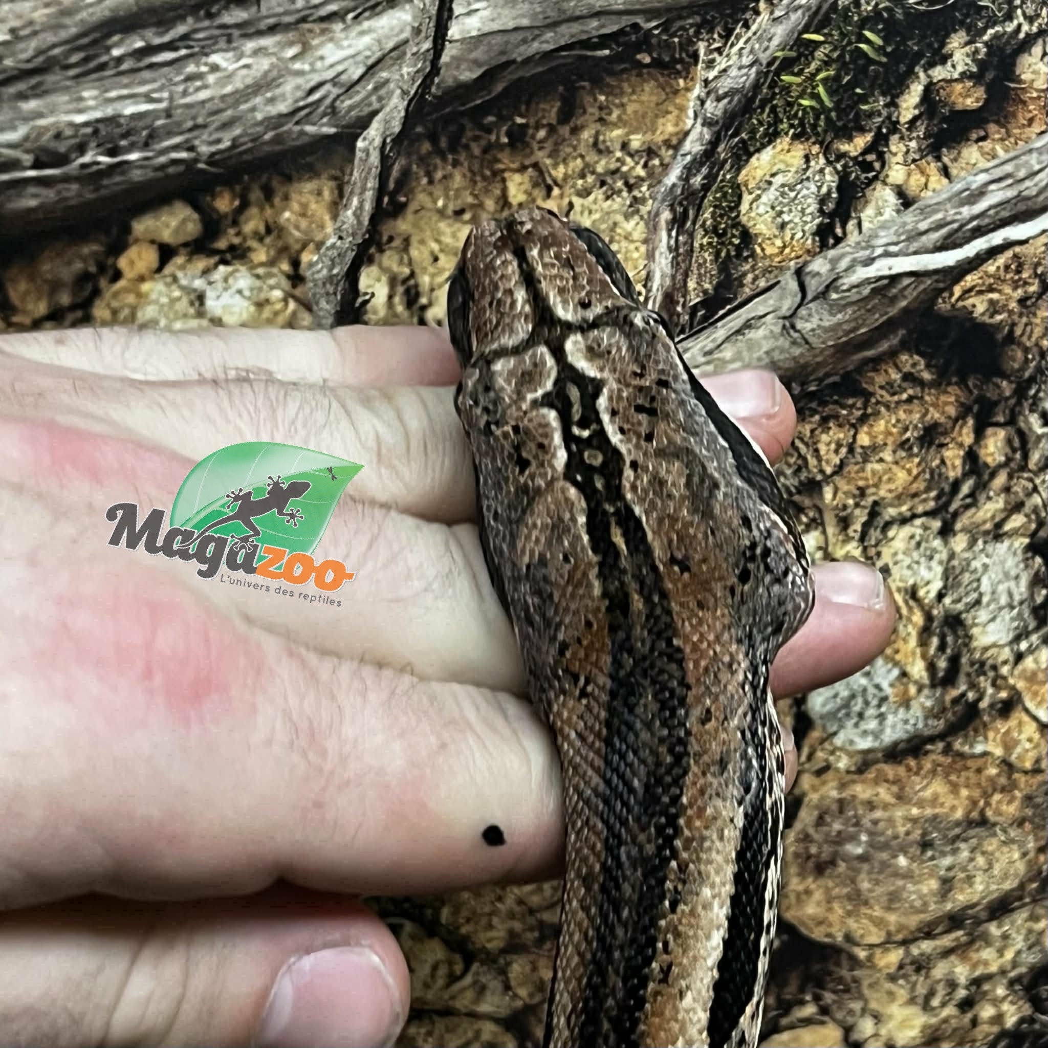 Magazoo Male Boa constrictor 2 years old /  2nd chance adoption