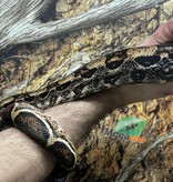 Magazoo Male Boa constrictor 2 years old /  2nd chance adoption