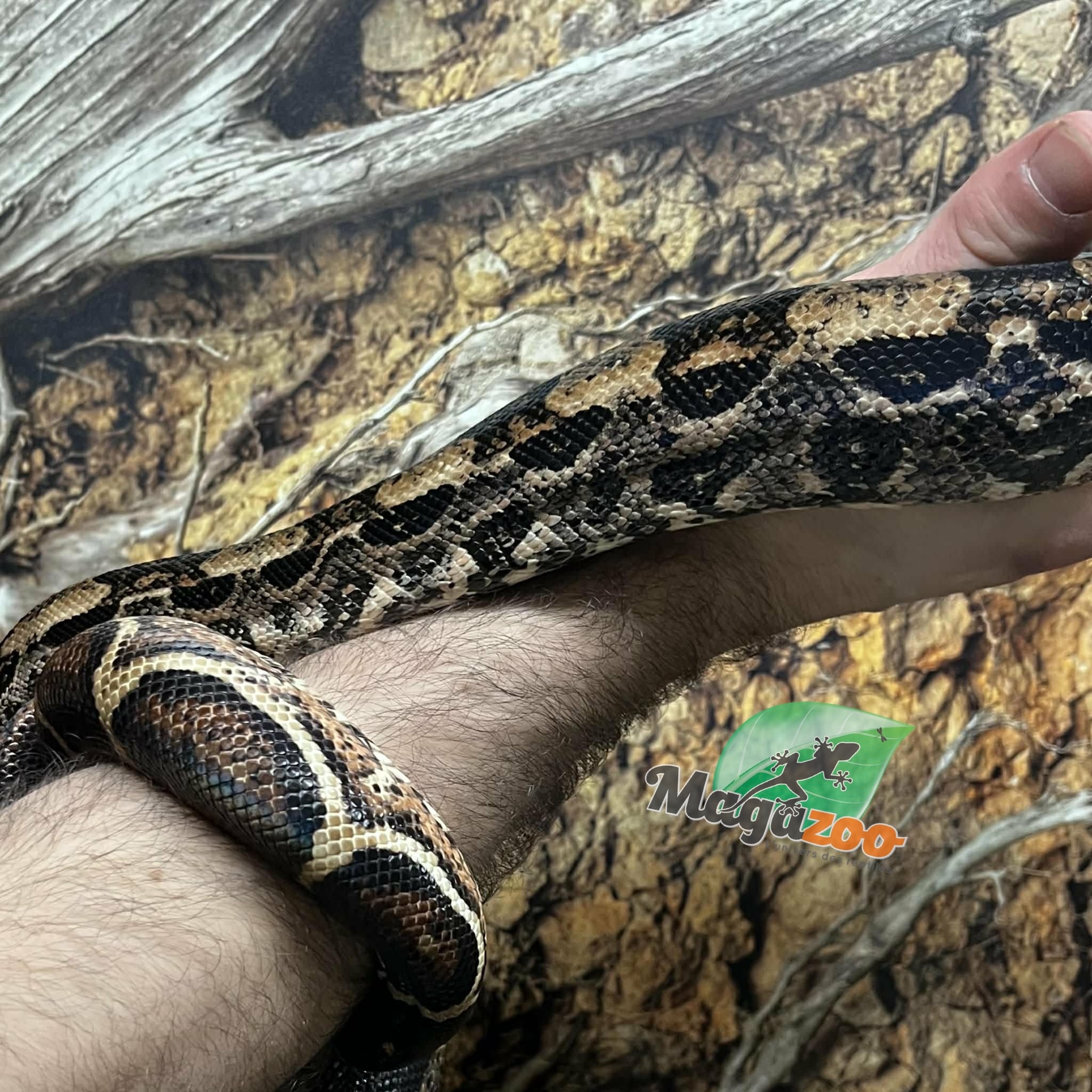 Magazoo Male Boa constrictor 2 years old /  2nd chance adoption