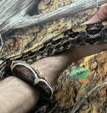 Magazoo Boa constricteur Mâle 2 ans / Adoption 2ième chance