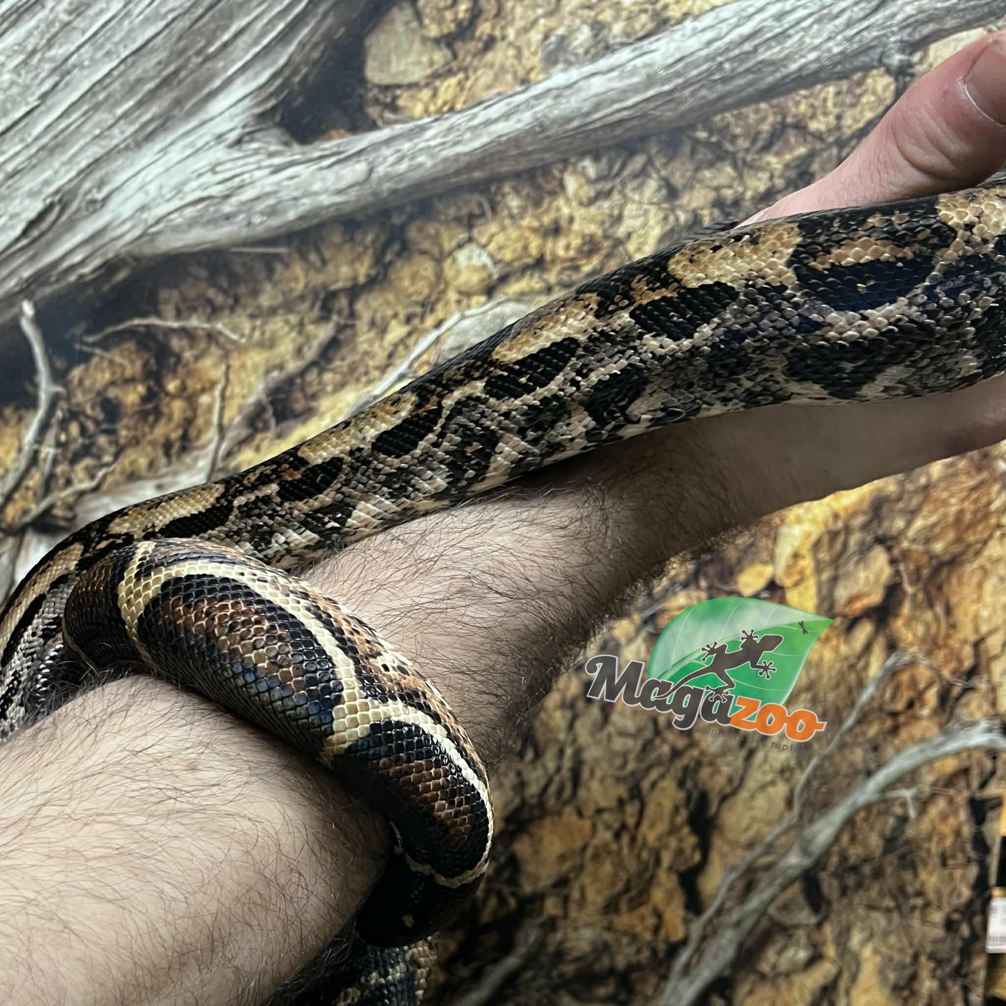 Magazoo Boa constricteur Mâle 2 ans / Adoption 2ième chance