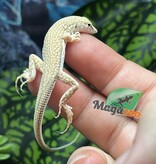 Magazoo Lézard léopard à doigts frangés
