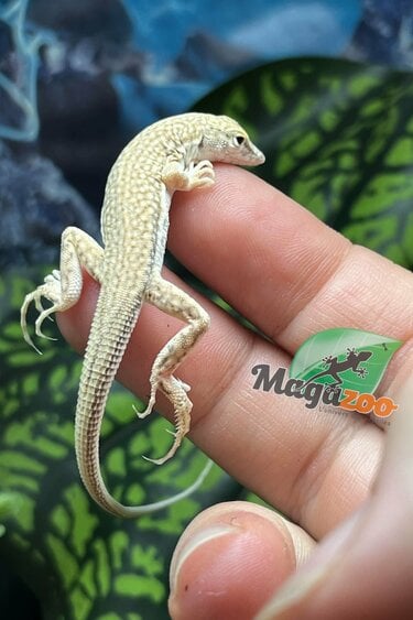 Magazoo Leopard fringe-fingered lizard