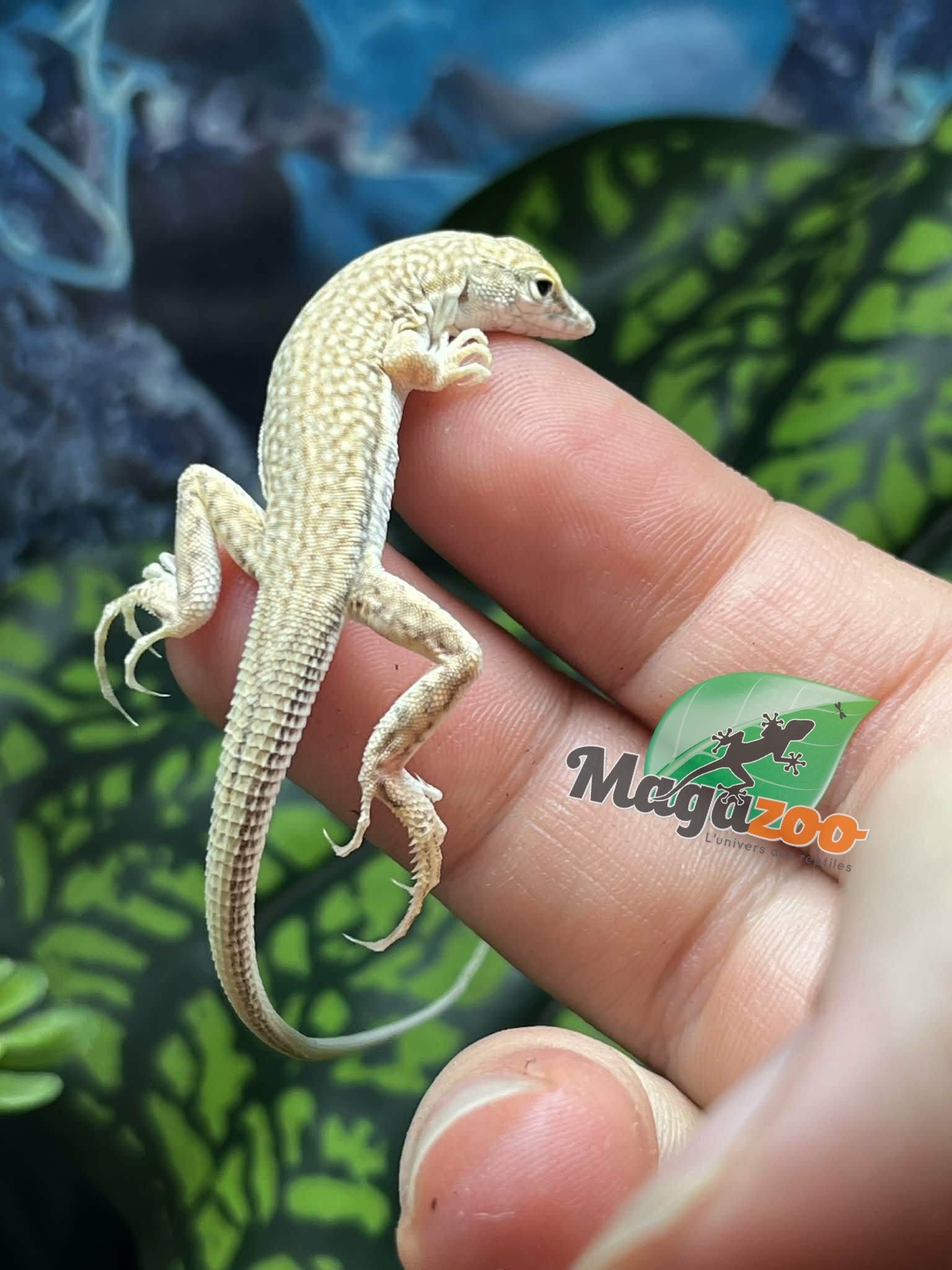 Magazoo Lézard léopard à doigts frangés