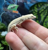 Magazoo Leopard fringe-fingered lizard