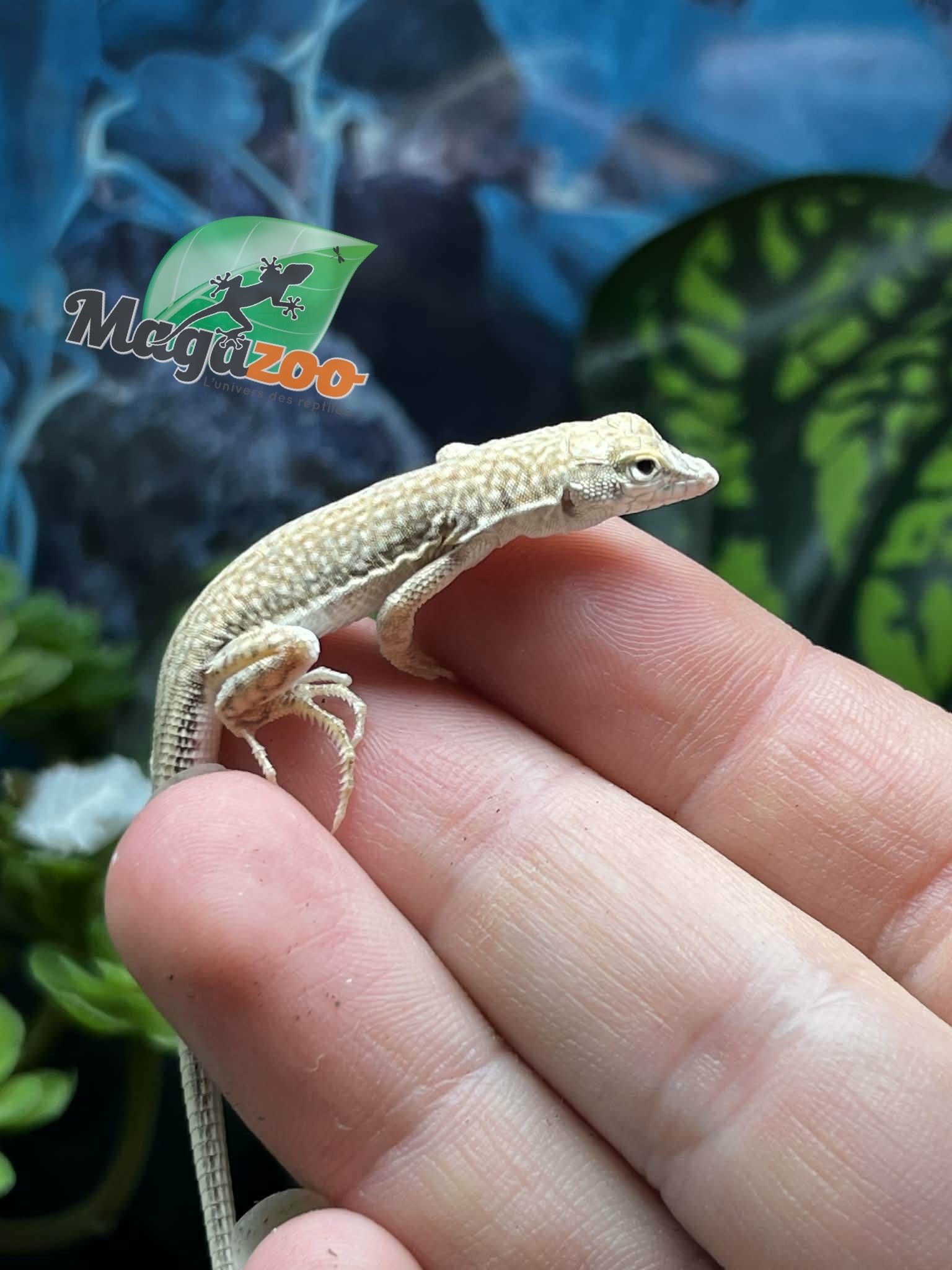 Magazoo Lézard léopard à doigts frangés