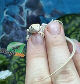 Magazoo Leopard fringe-fingered lizard