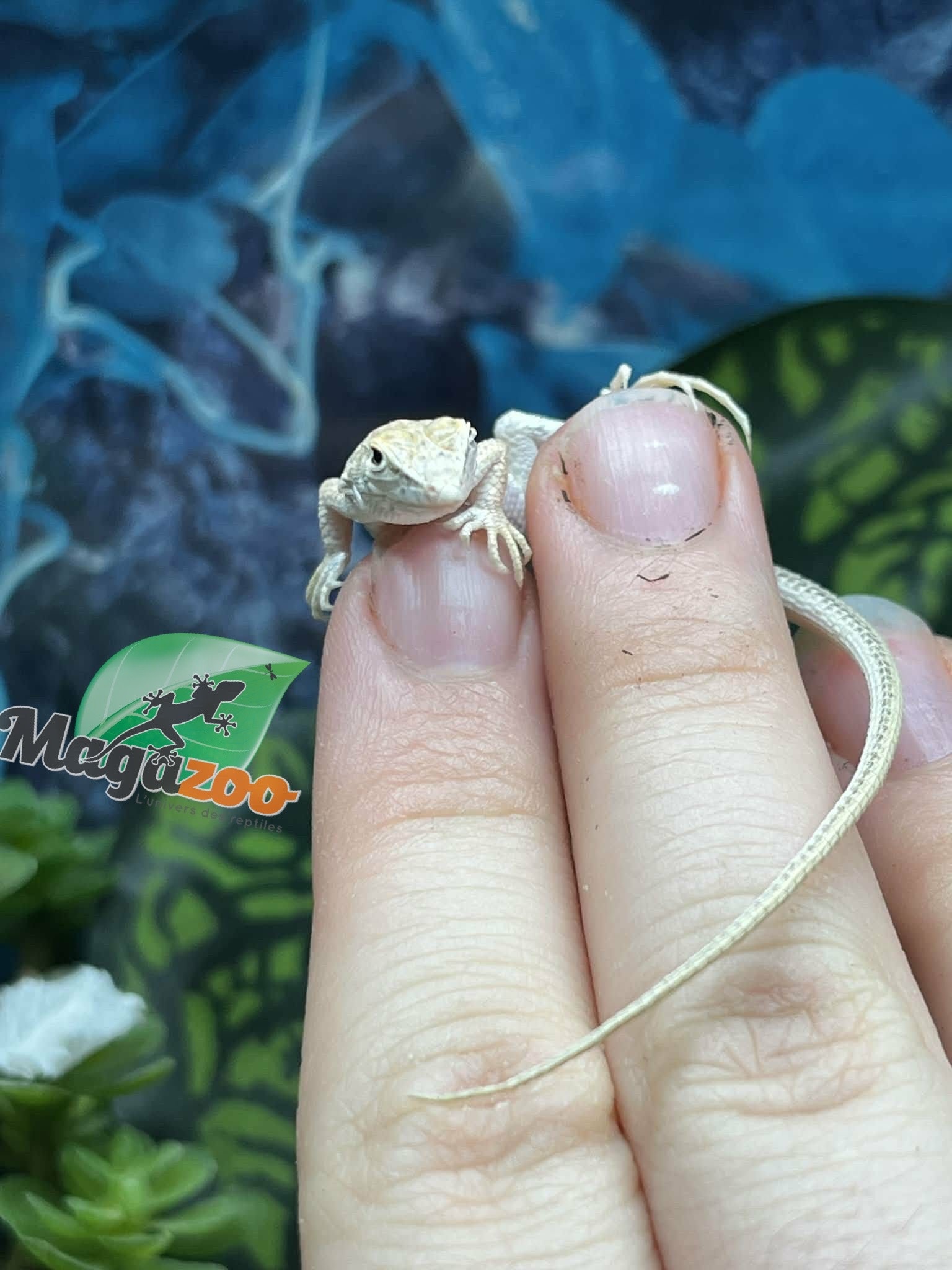 Magazoo Lézard léopard à doigts frangés