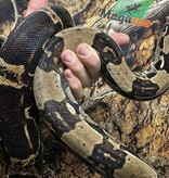 Magazoo Boa constricteur 5 ans / Adoption 2ième chance