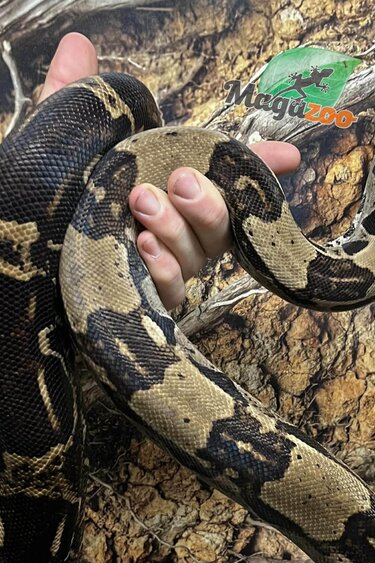 Magazoo Boa constrictor 5 years old / 2nd chance Adoption