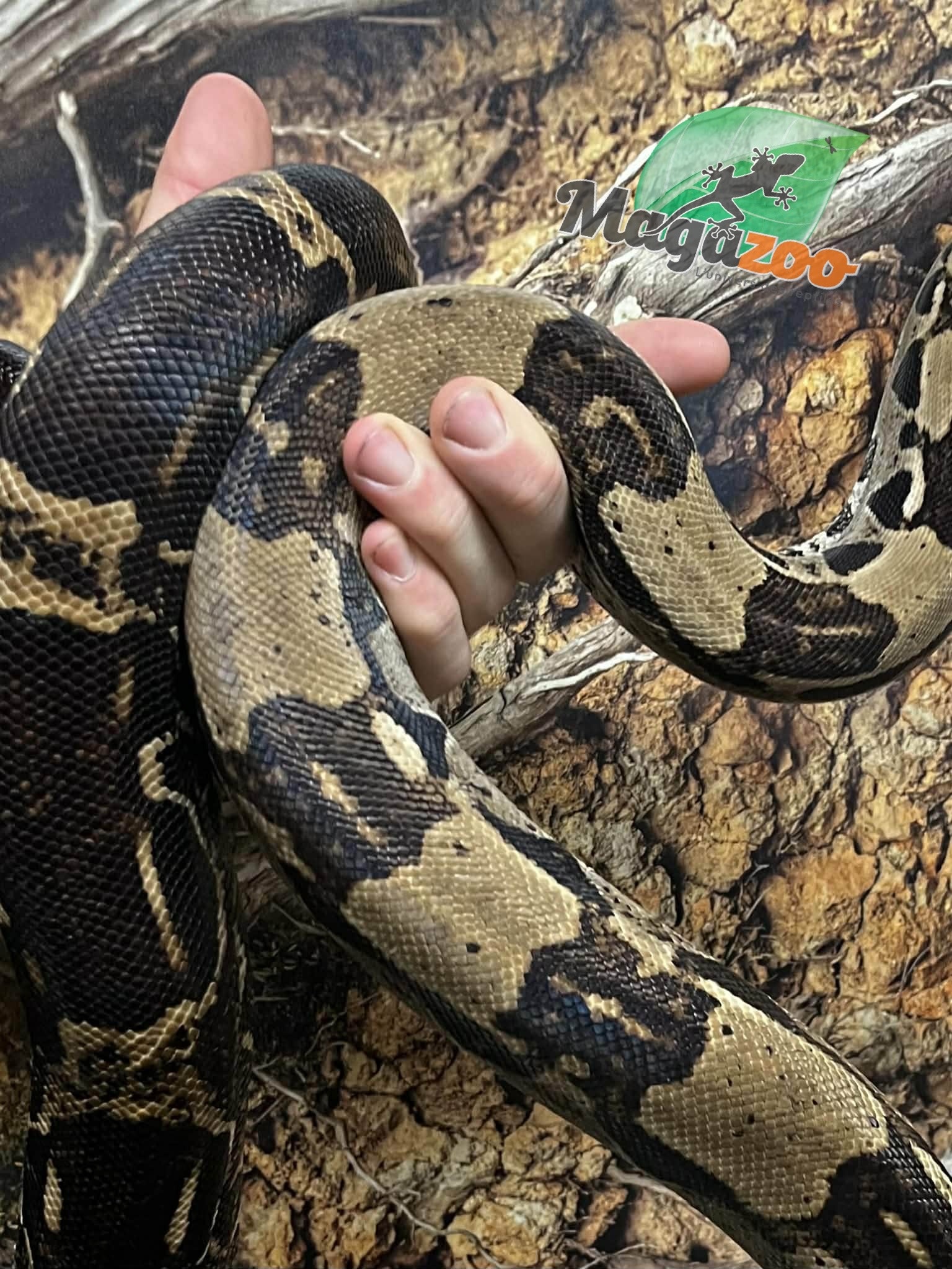 Magazoo Boa constricteur 5 ans / Adoption 2ième chance