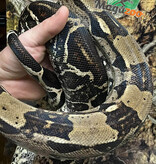 Magazoo Boa constricteur 5 ans / Adoption 2ième chance