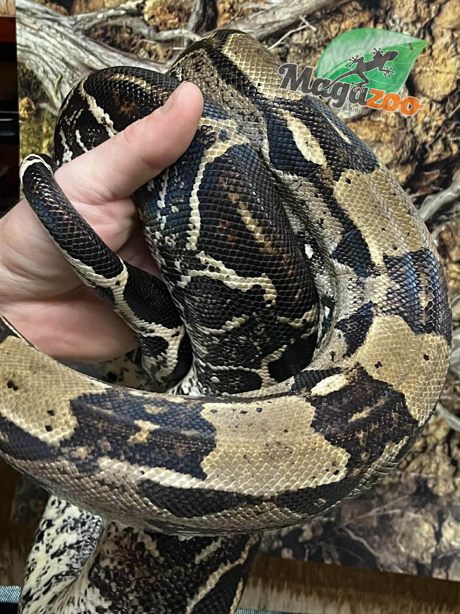 Magazoo Boa constricteur 5 ans / Adoption 2ième chance