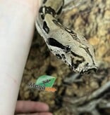Magazoo Boa constricteur 5 ans / Adoption 2ième chance