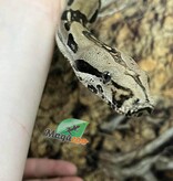 Magazoo Boa constrictor 5 years old / 2nd chance Adoption
