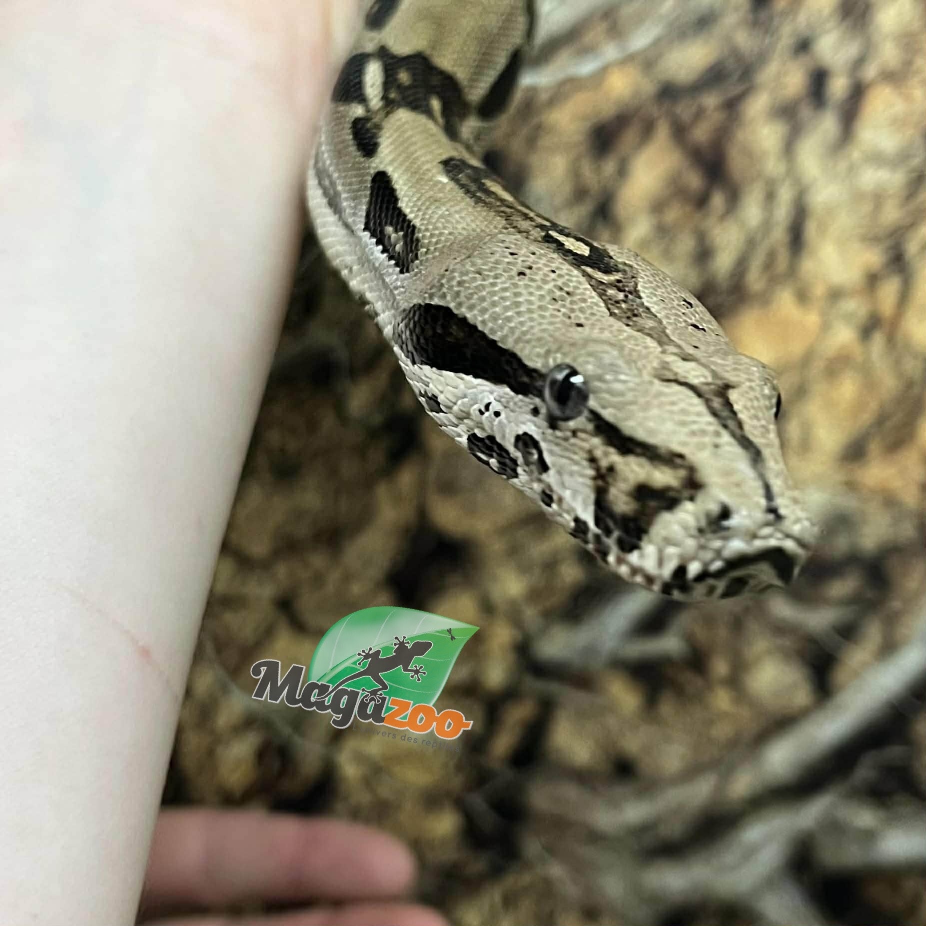 Magazoo Boa constricteur 5 ans / Adoption 2ième chance