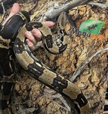 Magazoo Boa constricteur 5 ans / Adoption 2ième chance