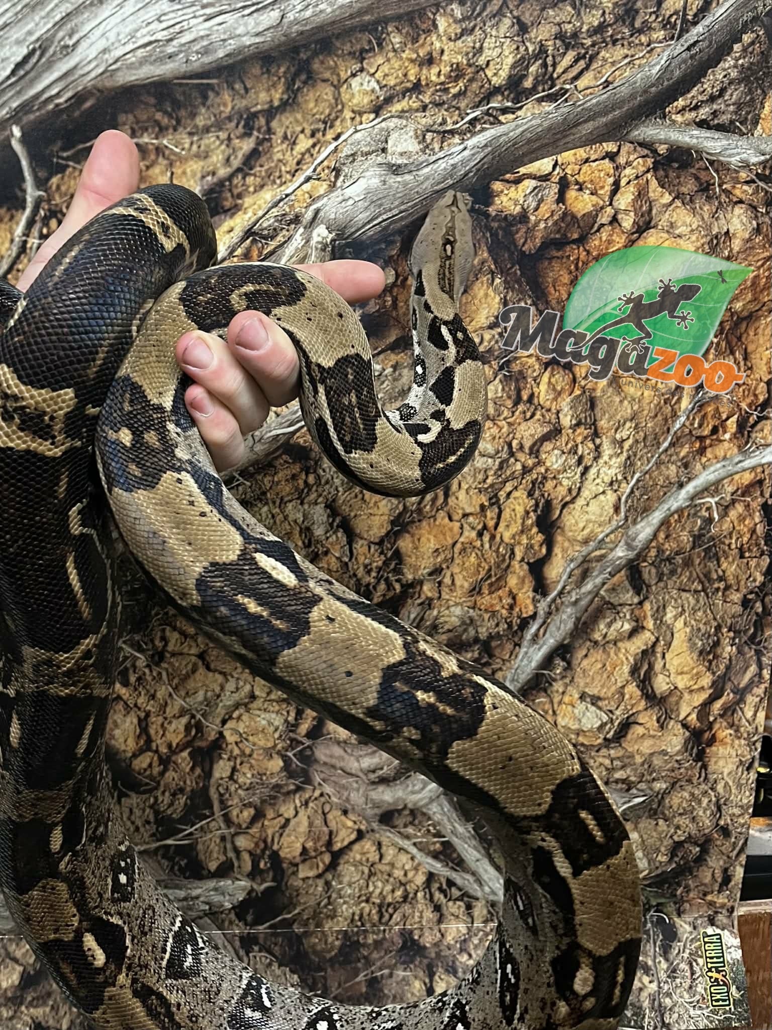 Magazoo Boa constrictor 5 years old / 2nd chance Adoption