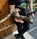 Magazoo Boa constrictor 5 years old / 2nd chance Adoption