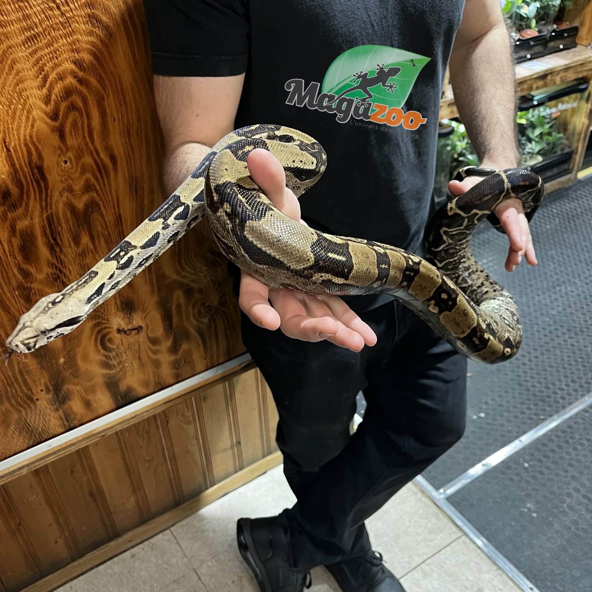 Magazoo Boa constricteur 5 ans / Adoption 2ième chance