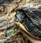 Magazoo Female, 40 years old (25 cm / 10 inches) Red-eared slider turtle / 2nd chance - Adoption