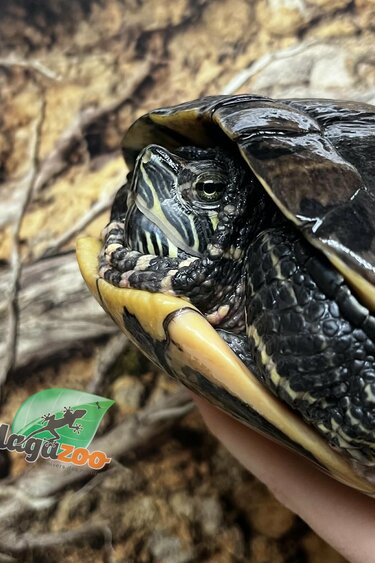 Magazoo Female, 40 years old (25 cm / 10 inches) Red-eared slider turtle / 2nd chance - Adoption