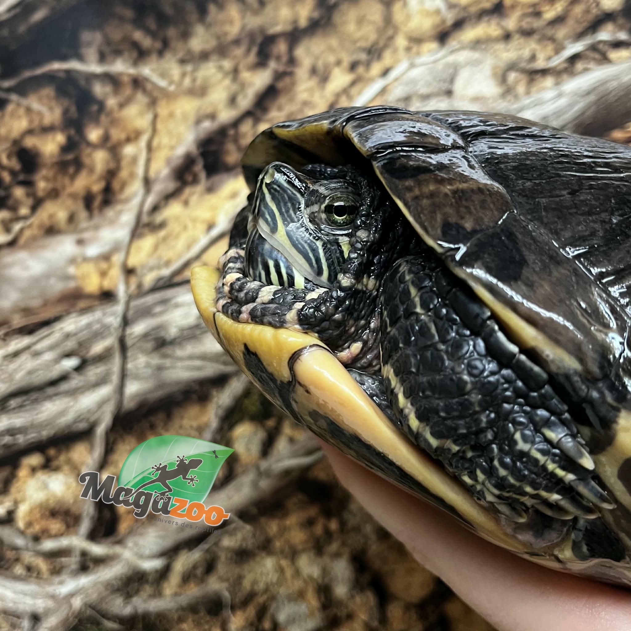 Magazoo Female, 40 years old (25 cm / 10 inches) Red-eared slider turtle / 2nd chance - Adoption