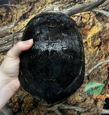 Magazoo Female, 40 years old (25 cm / 10 inches) Red-eared slider turtle / 2nd chance - Adoption