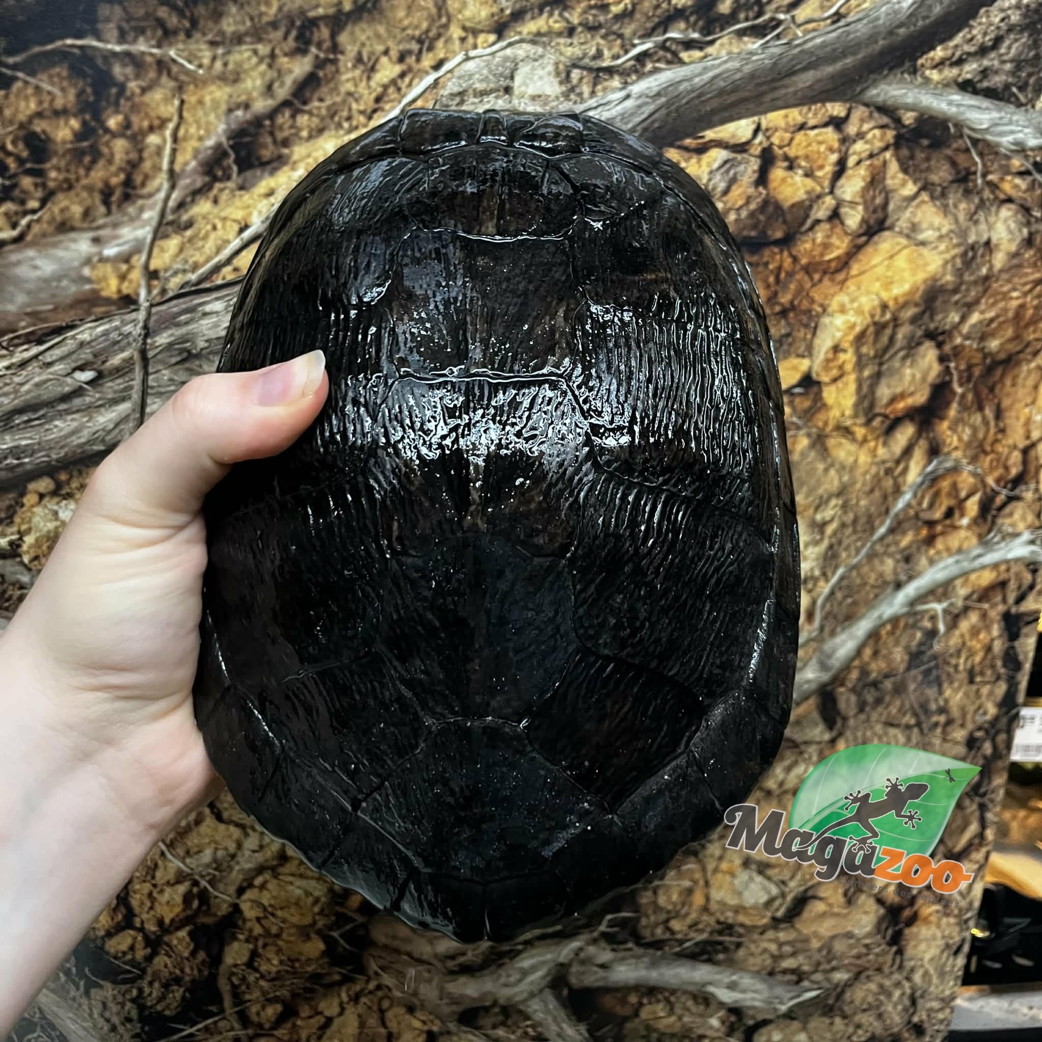 Magazoo Female, 40 years old (25 cm / 10 inches) Red-eared slider turtle / 2nd chance - Adoption