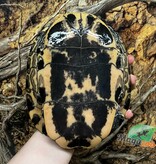 Magazoo Female, 40 years old (25 cm / 10 inches) Red-eared slider turtle / 2nd chance - Adoption