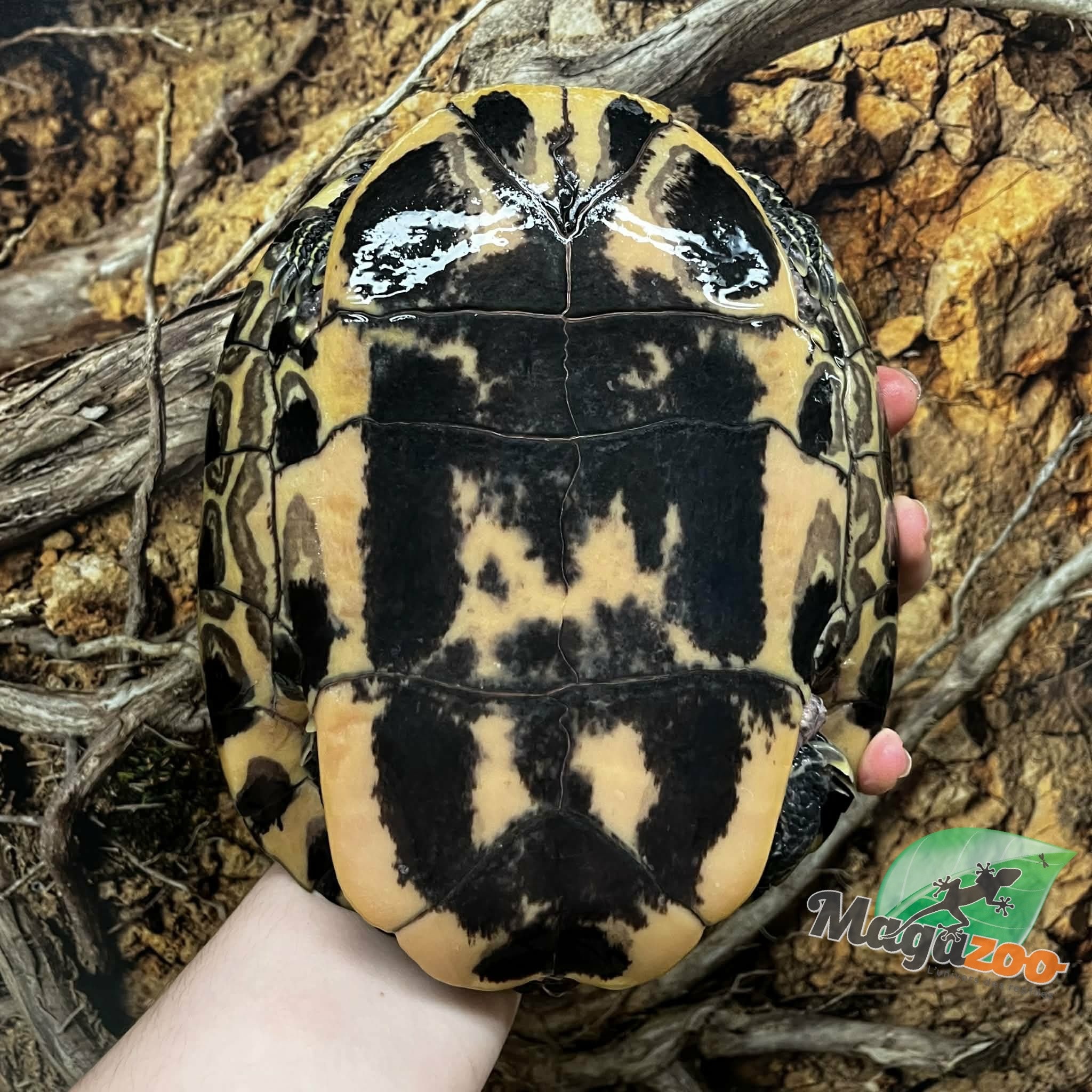 Magazoo Tortue à oreilles rouges Femelle 40 ans  (25 cm / 10 pouces)  Adoption - 2ième chance