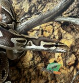 Magazoo Python royal Régulier Femelle 15 ans / Adoption - 2ième chance