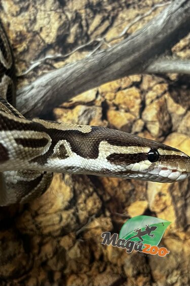 Magazoo Regular Female 15 years old Ball Python  / 2 nd chance - Adoption