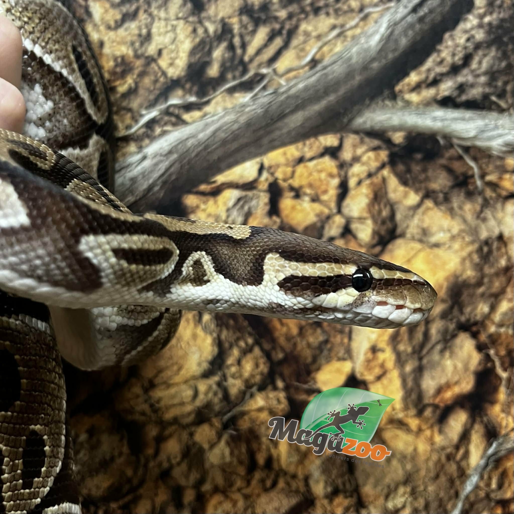 Magazoo Regular Female 15 years old Ball Python  / 2 nd chance - Adoption