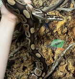 Magazoo Python royal Régulier Femelle 15 ans / Adoption - 2ième chance