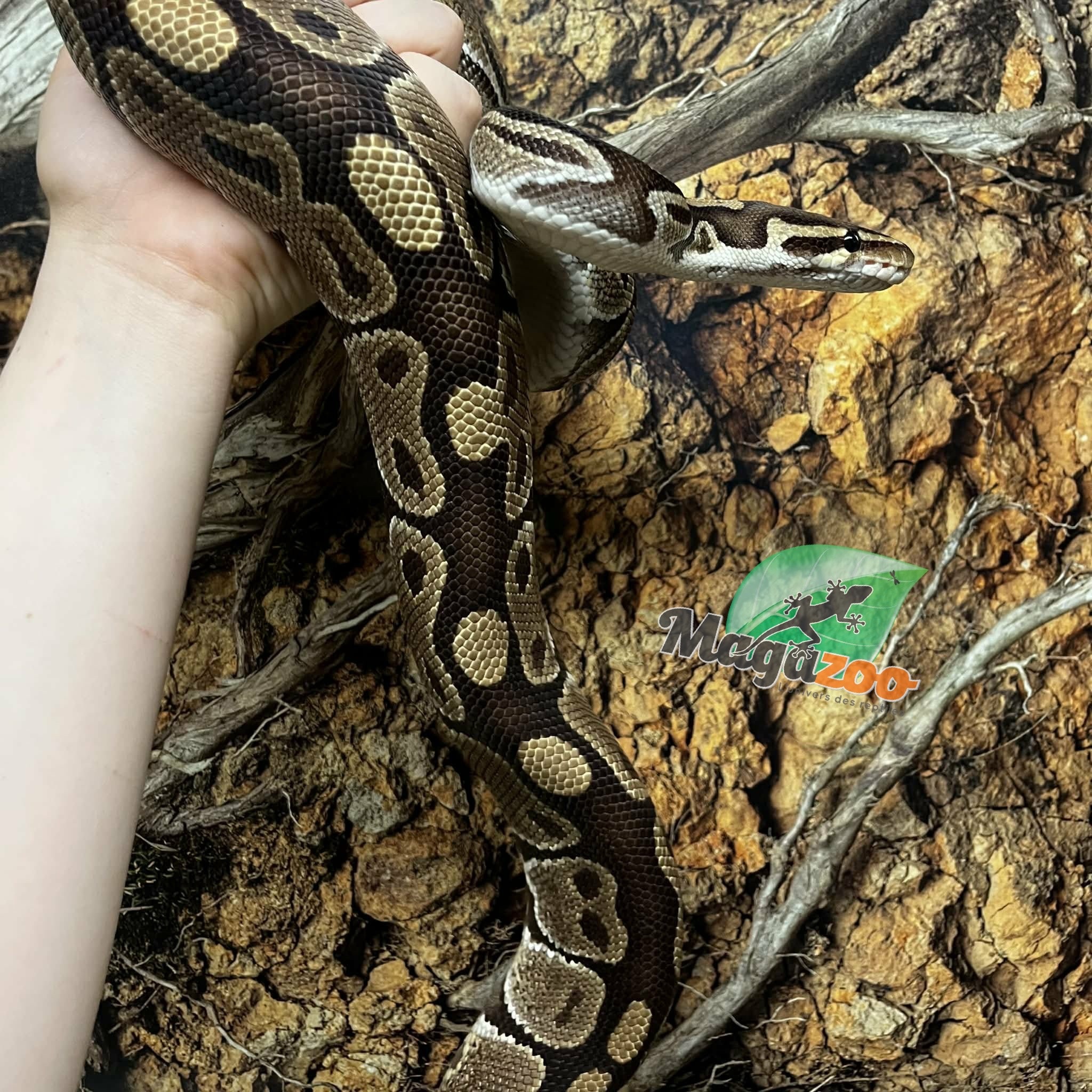 Magazoo Python royal Régulier Femelle 15 ans / Adoption - 2ième chance