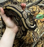 Magazoo Python royal Régulier Femelle 15 ans / Adoption - 2ième chance