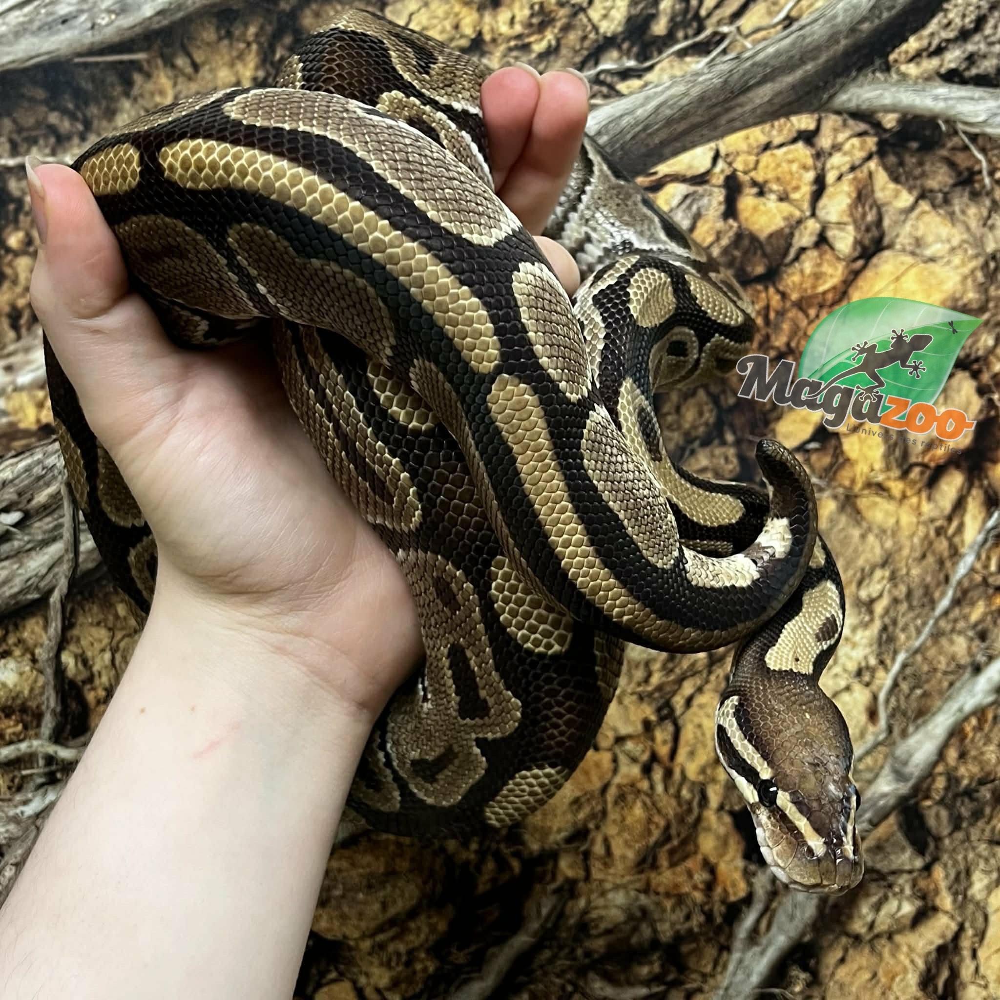 Magazoo Python royal Régulier Femelle 15 ans / Adoption - 2ième chance