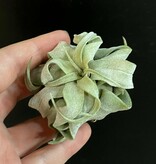 Magazoo Plante Tillandsia streptophylla