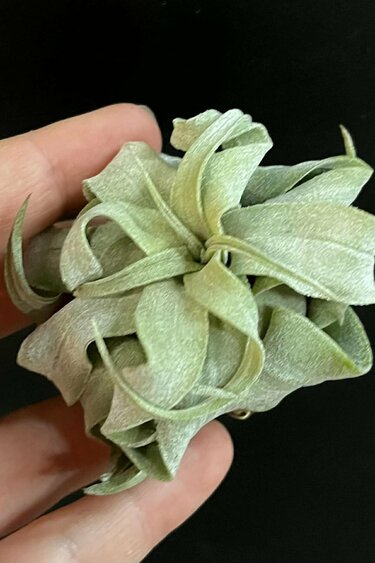 Magazoo Tillandsia streptophylla plant