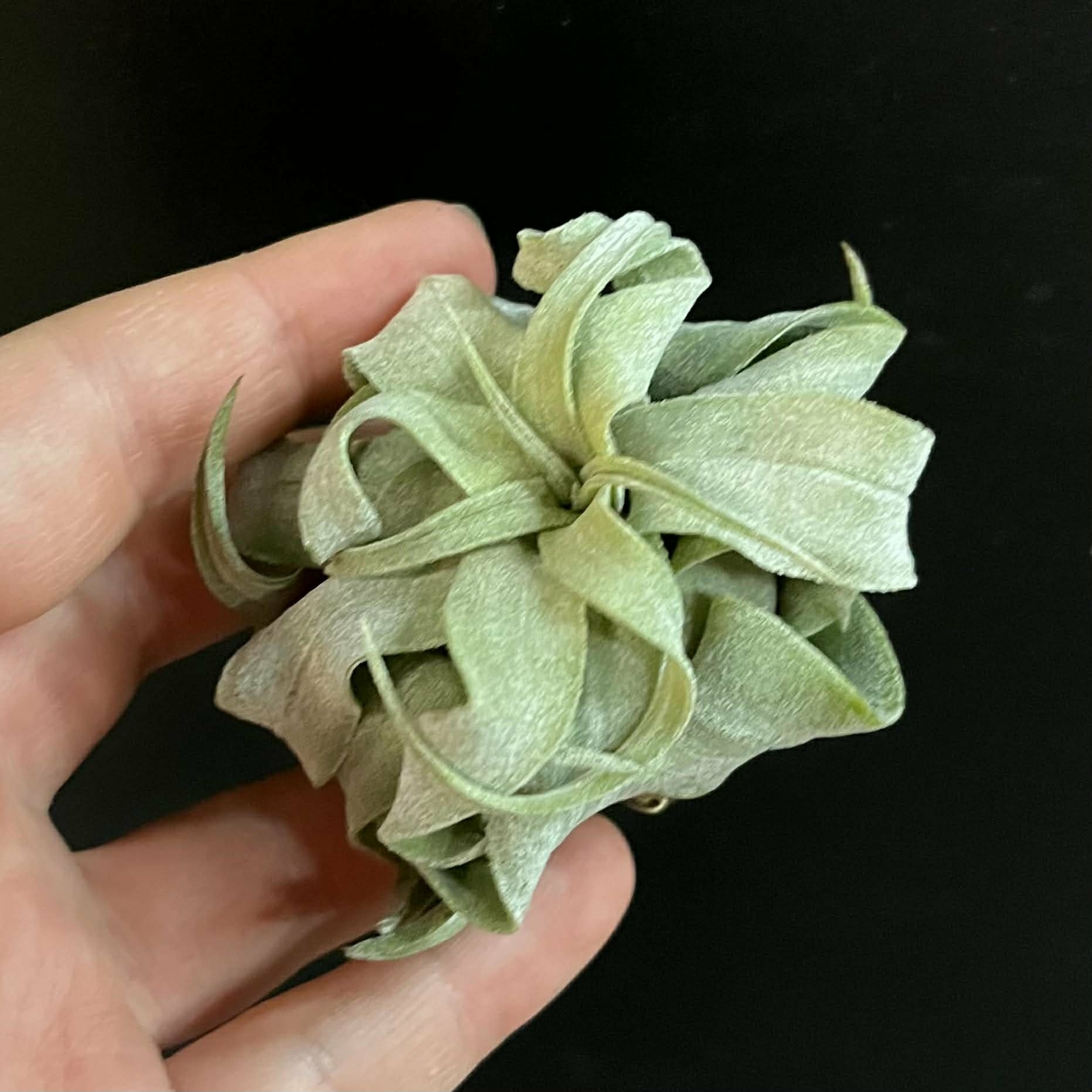 Magazoo Plante Tillandsia streptophylla